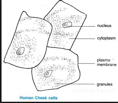 Cheek Cell Labeled Diagram