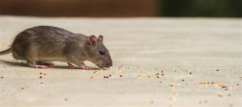 Rodent Exterminator, Rodent Control Services - Western Pest Services