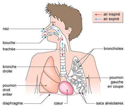 Le trajet de l'air dans l'appareil respiratoire humain - Assistance scolaire personnalisée et ...