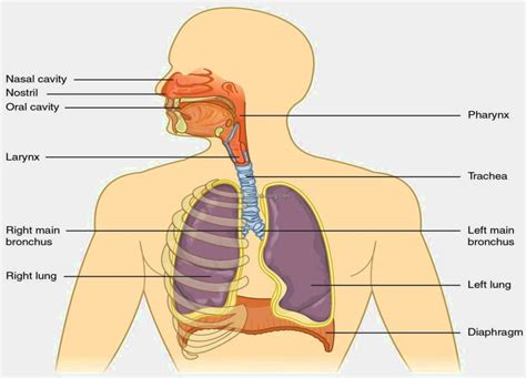 Respiratory System Diagram | MedicineBTG.com