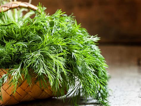 How to grow and care for dill | Love The Garden