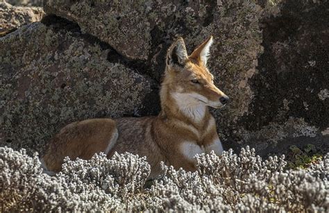 How are Ethiopian Wolves being conserved?