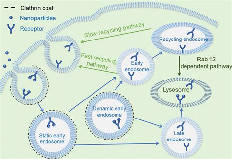 Schematic representation of receptor-mediated endocytosis | Download Scientific Diagram