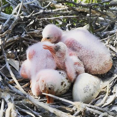 Everglades Science Center Team Conducts Baby Spoonbill Surveys | Audubon Florida