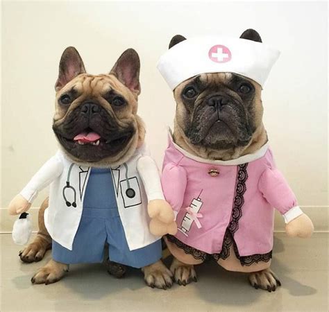 213 best Frenchie costumes images on Pinterest | French bulldogs ...