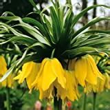 Fritillaria imperialis bulbs for sale - Grow plants