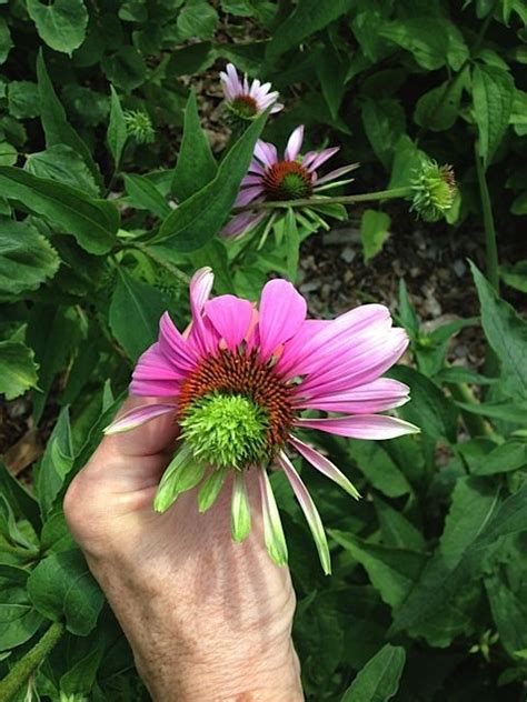 SARAH BROWNING: Aster yellows disease turns up in gardens and spoils ...