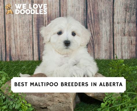 4 Best Maltipoo Breeders in Alberta!