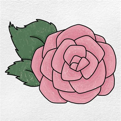 A Drawing Of A Rose