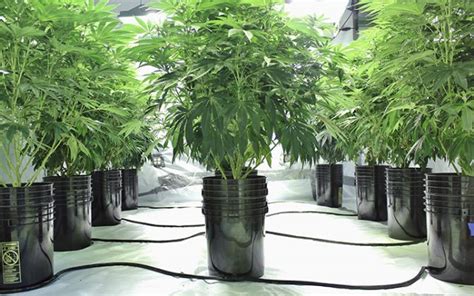 4 Best Hydroponic Systems for Cannabis—BUYER'S GUIDE