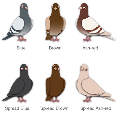 Pigeon Color Names | Pigeontype