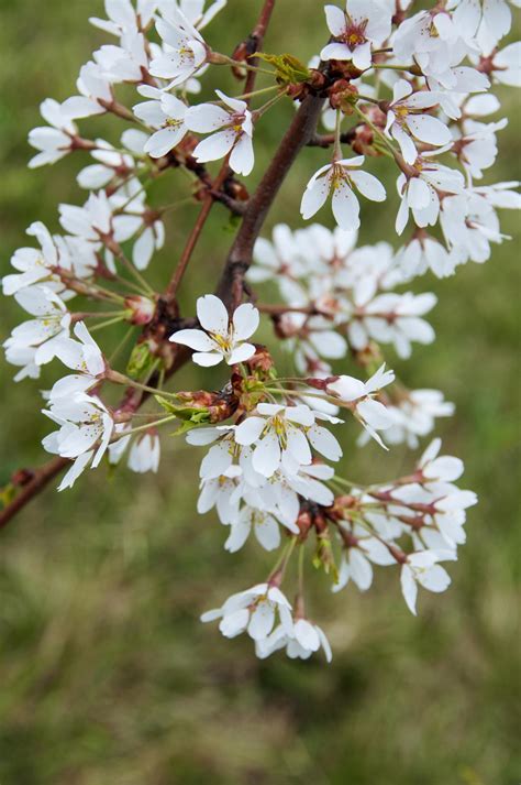 Types of Flowering Cherry Trees - Gardenerdy