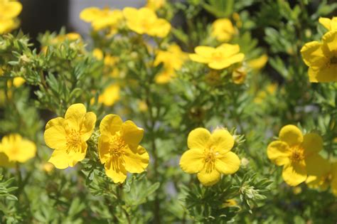 Potentilla, Goldfinger - Birchfield Nurseries