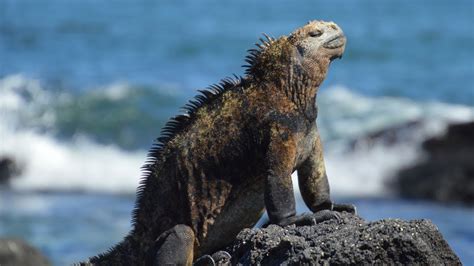 Wildlife of the Galápagos Islands - YouTube