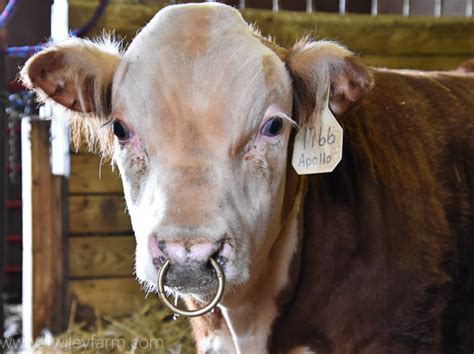 Bull Bling - Why We Put Nose Rings in Our Bulls - 4 Wiley Farm