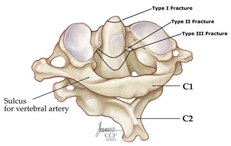 Dens Anatomy - Anatomy Reading Source