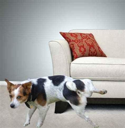 Pet Stain and Odor Removal Expert -- LifeStyle Carpet & Upholstery ...