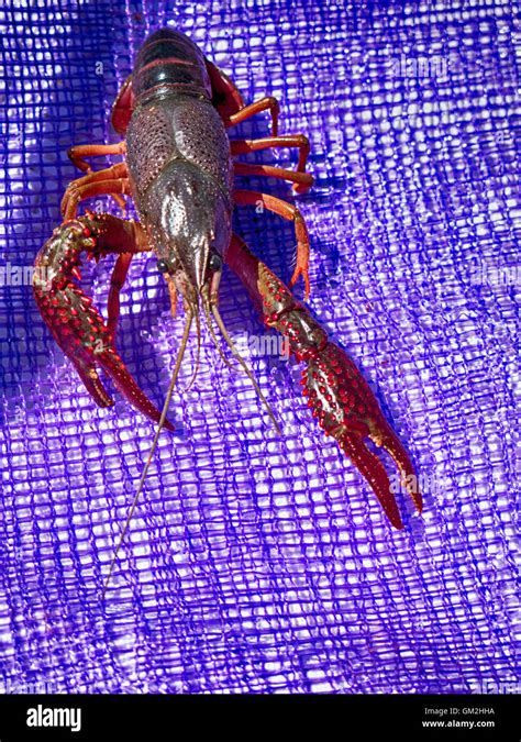 Live crawfish hi-res stock photography and images - Alamy