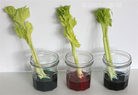 Dyed Celery Experiment: Transpiration Demonstration - The Imagination ...