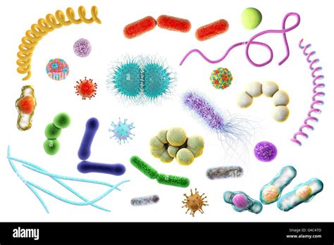 Microbes. Computer illustration of a microbial mixture containing ...