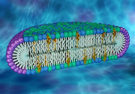 Novel cell membrane model could be key to uncovering new protein properties