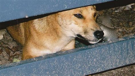 Dingo fence necessary: Save Fraser Island Dingoes | The Courier Mail