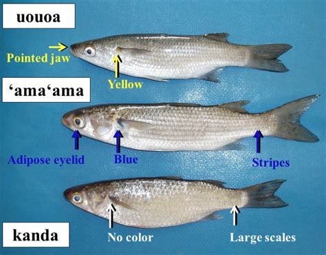 Know your mullets | Hawaii 24/7