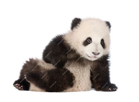 Premium Photo | Baby, young, giant panda, ailuropoda melanoleuca on a white isolated