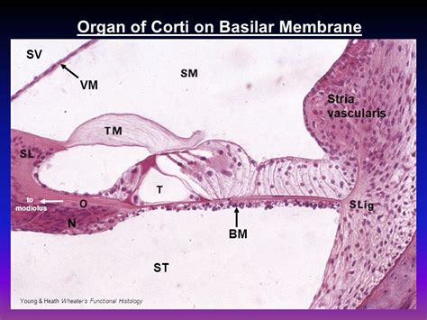 Basilar Membrane Histology