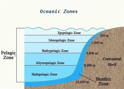 Microorganisms in Benthic Marine Environments - Microbiology Notes