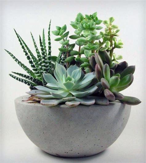 Succulents Offer High Impact and Low Maintenance Plant Options