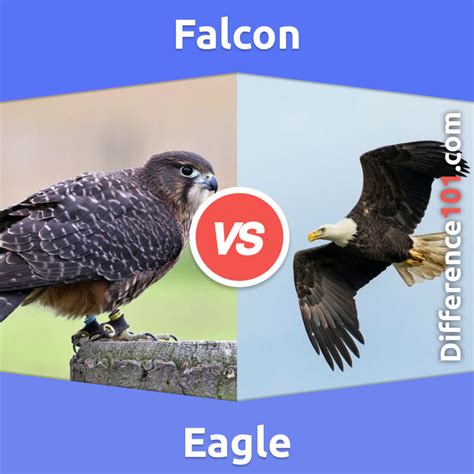 Falcon vs. Eagle vs. Hawk: 7 Key Differences, Pros & Cons, FAQs ...