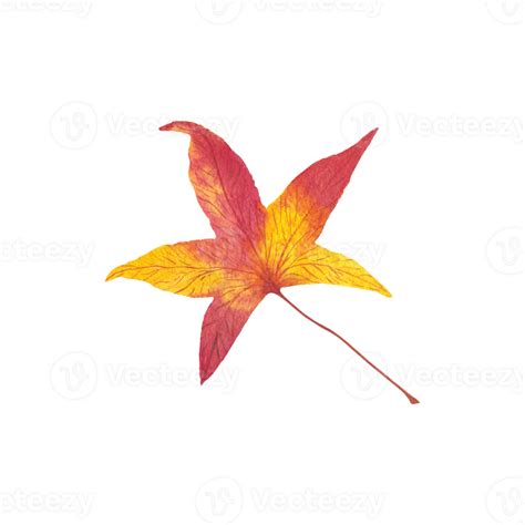 Autumn bright red purple leaf watercolor illustration isolated cut out clipart for greeting card ...