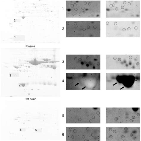 (PDF) Improved Coomassie Blue Dye-Based Fast Staining Protocol for Proteins Separated by SDS-PAGE