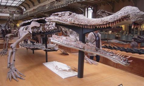 10 Facts About Sarcosuchus