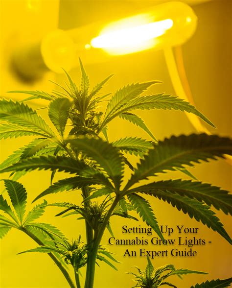 Setting Up Your Cannabis Grow Lights - An Expert Guide