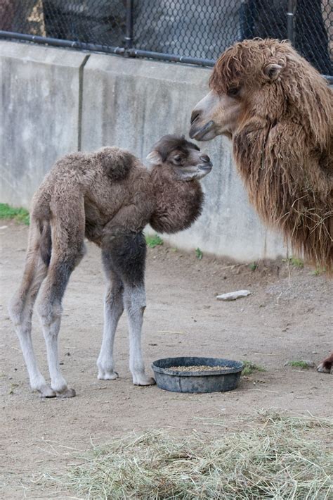 Baby Male Bactrian Camel - 4-29-12 - (14 of 31) | Mark Dumont | Flickr