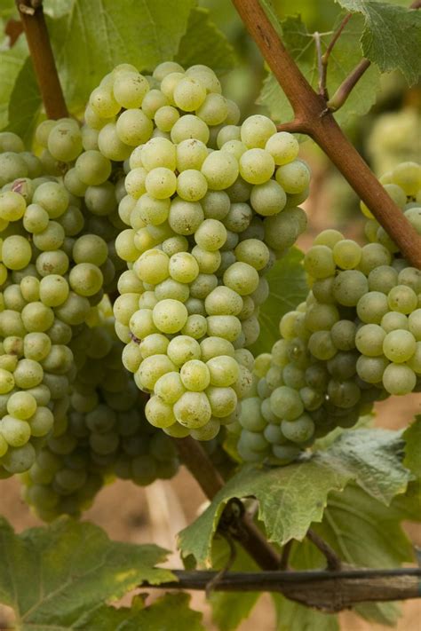 Chardonnay Grape, Vitis vinifera 'Chardonnay', Monrovia Plant