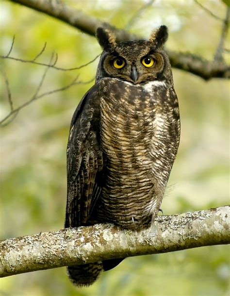 CUTE WILDLIFE: The Great Horned Owl