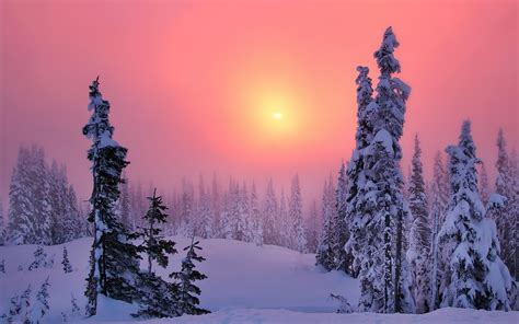 sunset winter snow trees wallpaper - Coolwallpapers.me!