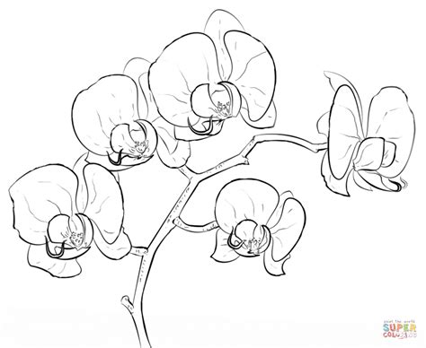 Orchid coloring page | Free Printable Coloring Pages