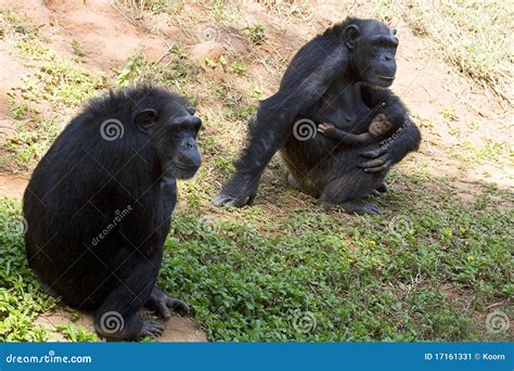 Chimpanzee Family Stock Image - Image: 17161331