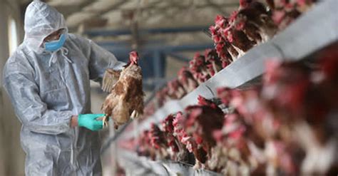 Avian Influenza kills 3.4 million birds, FG opposes vaccination