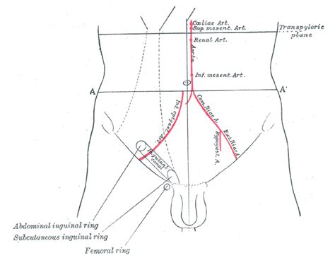 Intertubercular plane - wikidoc