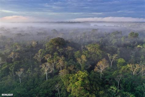 Bird's eye view: Drone photos of the Amazon rainforest (insider)