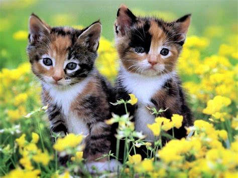 Very Cute Kittens Wallpapers - Wallpaper Cave