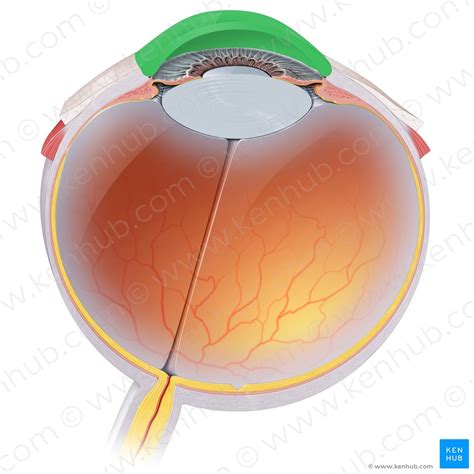 Eyeball: Structure and function | Kenhub