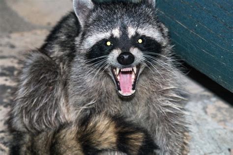 Wildlife Officials Explain Why Raccoons Acting Like 'Zombies'