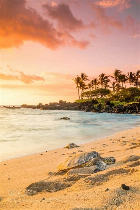 Sea Turtle | Hawaii beaches, Beautiful places to visit, Beach