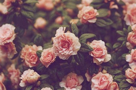 Vintage Floral Backgrounds | PixelsTalk.Net